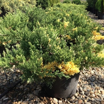 Ялівець Variegata 1,5 л саджанець в горщику Matla Flowers