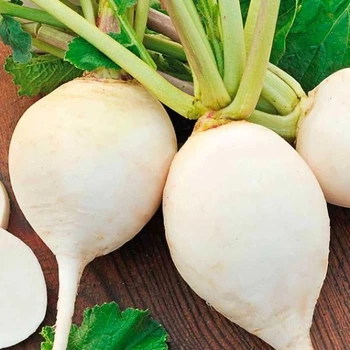 Насіння редьки Satimex Біла Літня 10 г