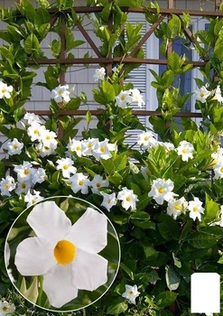 Дипладенія (Mandevilla) "Pearl" (квітуча ліана) (71576)