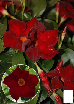 Дипладения (Mandevilla) "Jasper Burgundy" (цветущая лиана) (71577)