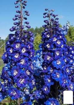 Дельфиниум махровый "Blue Bird" (72150)