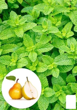 М'ята Дюшес "Mint Pear" (51882)