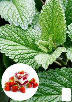 М'ята "Berry and Cream" (51883)