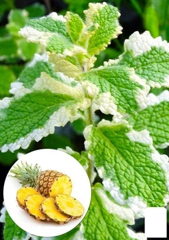 М'ята Запашна "Variegata" (контейнер Р9) (48503)