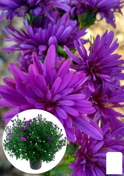 Астра ново-бельгійська "Henry I Purple" (С1,5 висота 20-30см) (105531)
