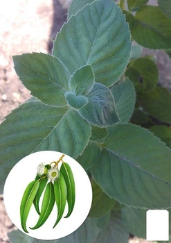 М'ята Евкаліптова "Menta Eucalyptus" (51888)