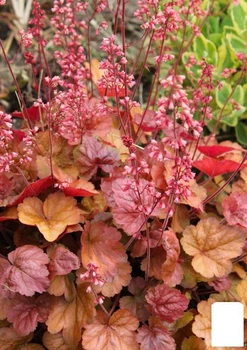 Гейхера (Heuchera) "Apricot" (49877)