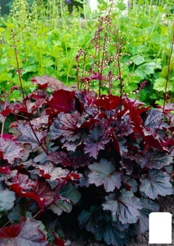 Гейхера (Heuchera) "Palace Purple" 1 шт (19399)