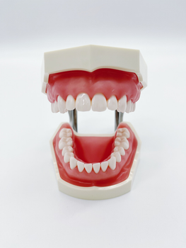 Стоматологічна навчальна модель зі знімними зубами та м'якими яснами