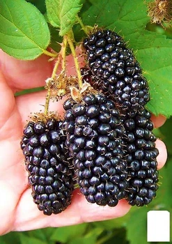 Ежевика ранняя крупноплодная "Карака Блэк" (Karaka Black®) (24082)