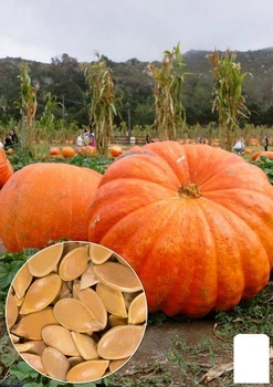 На вагу Гарбуз "Гігант" Agro-Market ціна за 10г (22332)