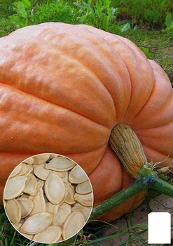 На вагу Гарбуз "Стофунтовий" Agro-Market ціна за 10г (22327)