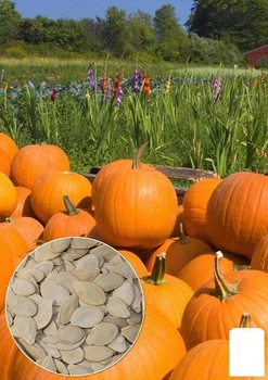 На развес Тыква "Конектикут" Agro-Market цена за 10г (32247)