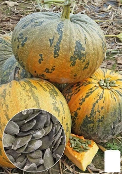 На развес Тыква "Голосеменная" Agro-Market цена за 10г (13395)