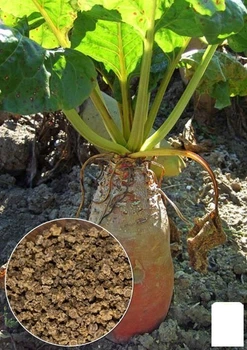 На развес Свекла кормовая "Центаур Поли" Agro-Market цена за 15г (22260)