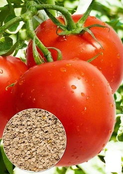 На развес Томат "Киевский 139" Agro-Market цена за 2г (22193)