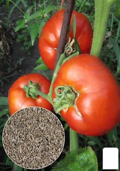 Насіння Томат "Ведмежа лапа" ТМ "Agro-Market" ціна за 1г (32072)