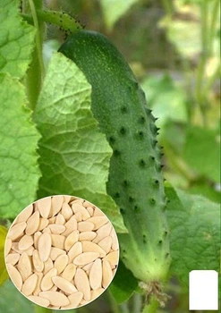 На развес Огурец "Конкурент" Agro-Market цена за 2г (13324)