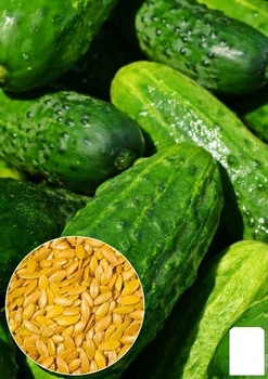 Насіння Огірок "Лідер F1" ТМ "Agro-Market" ціна за 3г (22134)