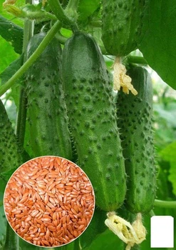 Насіння Огірок "Фасон F1" ТМ "Agro-Market" ціна за 3г (22135)