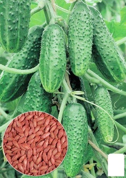На развес Огурец "Гирлянда" Agro-Market цена за 1г (35748)