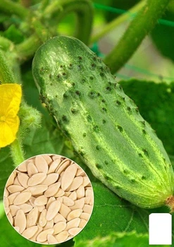 На развес Огурец "Монастырский" Agro-Market цена за 5г (22114)
