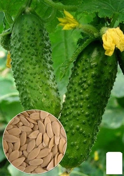 На развес Огурец "Нежинский" Agro-Market цена за 5г (13320)