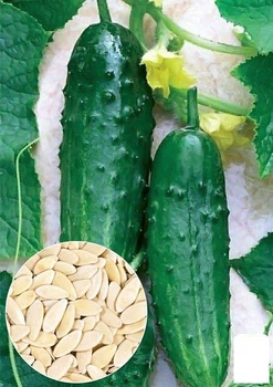 На развес Огурец "Феникс плюс" Agro-Market цена за 5г (22117)