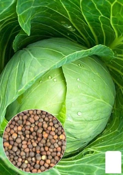 На развес Капуста "Завадовка" Agro-Market цена за 6г (26463)