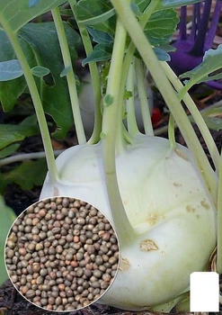 На развес Капуста кольраби "Белый деликатес" Agro-Market цена за 2г (32267)