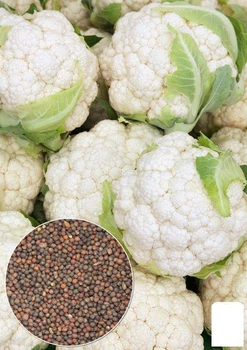 На развес Капуста цветная "Белый замок" Agro-Market цена за 1,5г (35707)