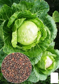 На развес Капуста "Первый урожай" Agro-Market цена за 4г (35710)