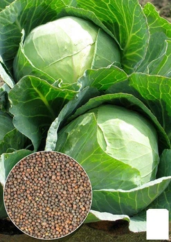 На развес Капуста "Лангейдейкер" Agro-Market цена за 6г (35754)