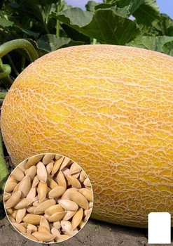 На развес Дыня "Леся" Agro-Market цена за 6г (22391)
