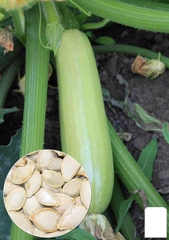 На развес Кабачок "Ленуца F1" Agro-Market цена за 3г (22288)