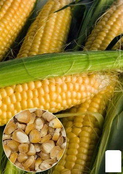 На развес Кукуруза сахарная Agro-Market цена за 40г (13398)