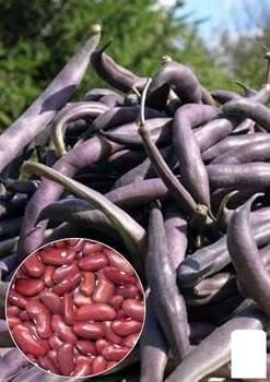 На вагу Квасоля "Вогненно червона" Agro-Market ціна за 20г (22313)