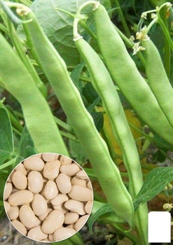 На развес Фасоль "Еурека" Agro-Market цена за 15г (22314)