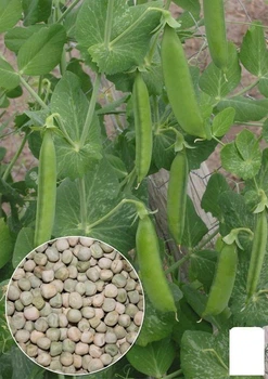 На развес Горох сахарный "Фаворит" Agro-Market цена за 50г (32168)