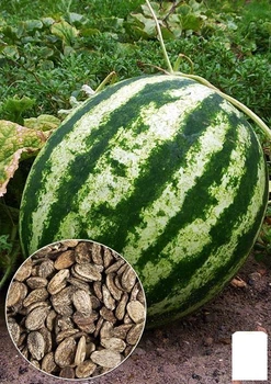 На развес Арбуз "Херсонский" Agro-Market цена за 5г (22358)