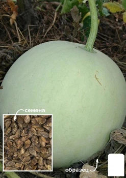 На вагу Кавун "Білосніжка" Agro-Market ціна за 10г (49459)