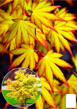 Клен японський пальмолистий "Катсура" (Acer pal. "Katsura") контейнер Р9 (61564)