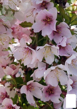 Сакура кущова (Prunus incisa) "Kojou-no-mai" (49479)