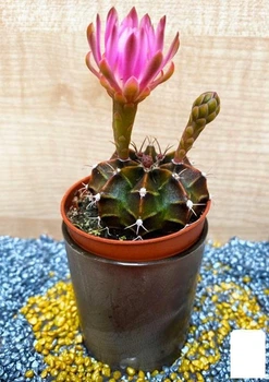 Кактус "Гимнокалициум" (Gymnocalycium Mihanovichii) (Нидерланды) (50635)