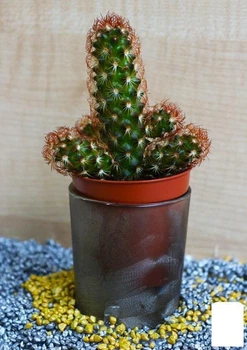Кактус "Маммиллярия" (Mammillaria cluster green) (Нидерланды) (50578)