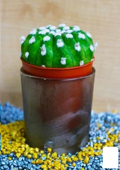 Кактус "Эхинопсис полуобнаженный" (Echinopsis subdenudata) (Нидерланды) (50560)