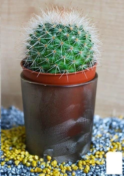 Кактус "Маммиллярия" (Mammillaria) (Нидерланды) (50581)