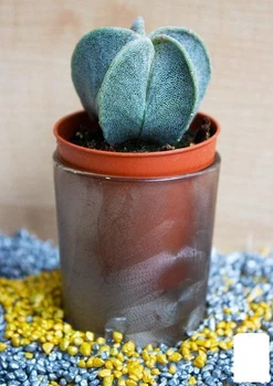 Кактус "Астрофитум" ( Astrophytum myriostigma) (Нидерланды) (50552)