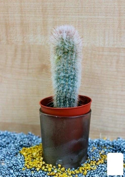 Кактус "Аустроцефалоцереус Дыбовского" (Austrocephalocereus dybowskii) (Нидерланды) (50551)