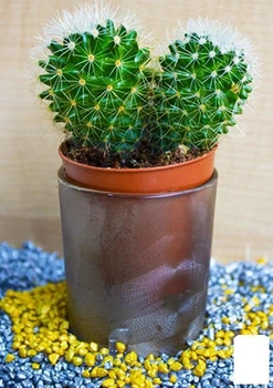 Кактус "Эхинопсис" (Echinopsis cluster white) (Нидерланды) (50576)